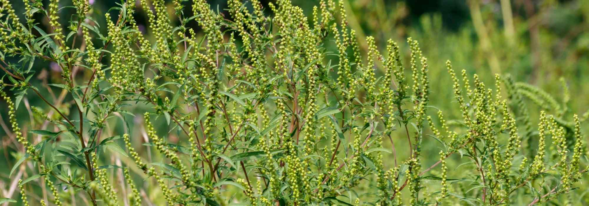 Ambroisie : comment lutter naturellement au jardin ?
