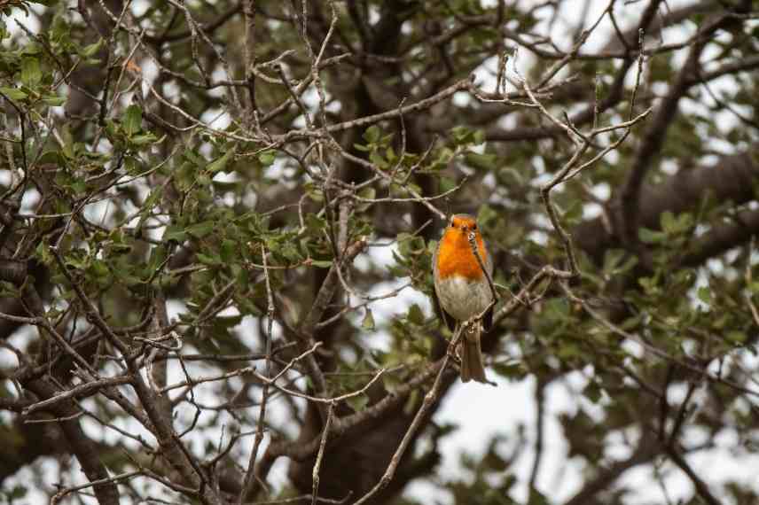 les arbres dans un potager