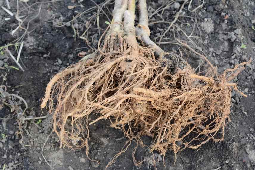 25 novembre : plantation racines nues