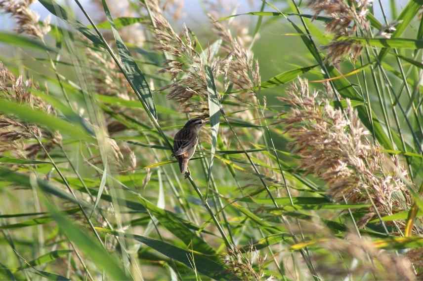 carex pour sols humides