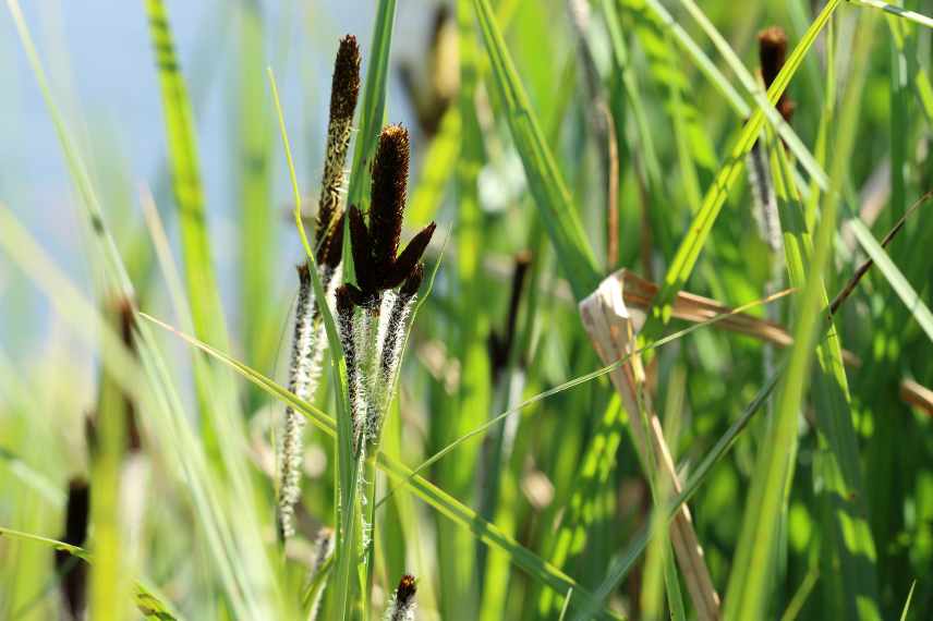 laîches sols humides