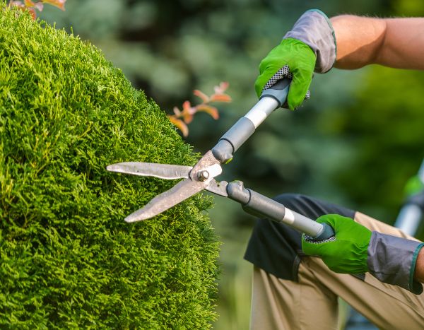 Comment tailler un cyprès boule ou de Provence pour conserver une forme parfaite ?