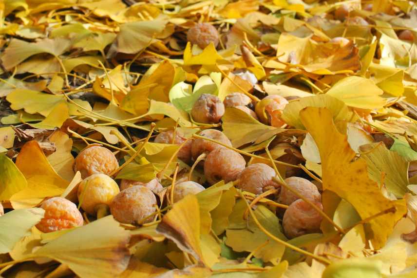 fruits odeur Ginkgo