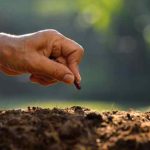 Comment tester la germination des vieilles graines ?