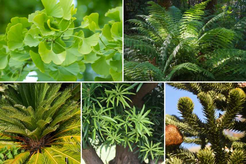 association Ginkgo exotique