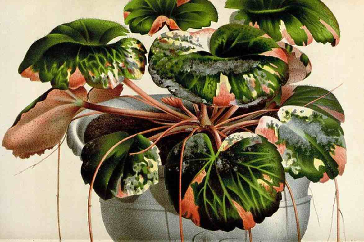 saxifrage planche botanique