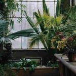 Le jardin d'hiver : un écrin de verdure sous verre