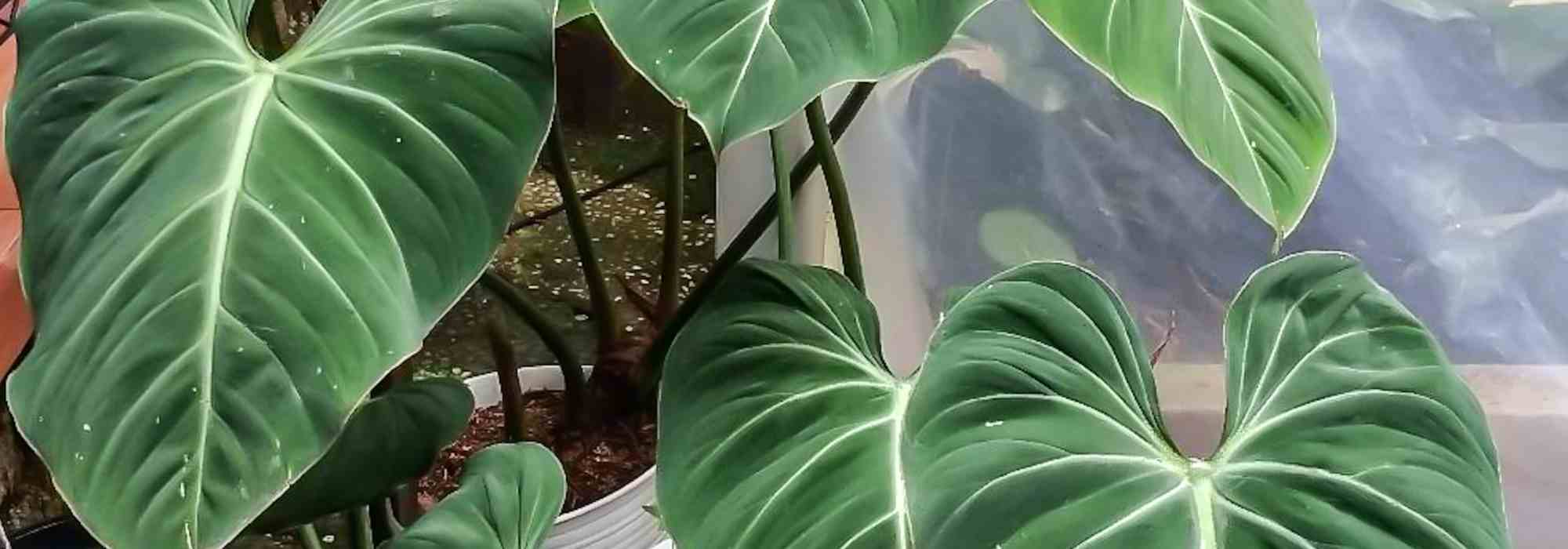 Les maladies et parasites du philodendron