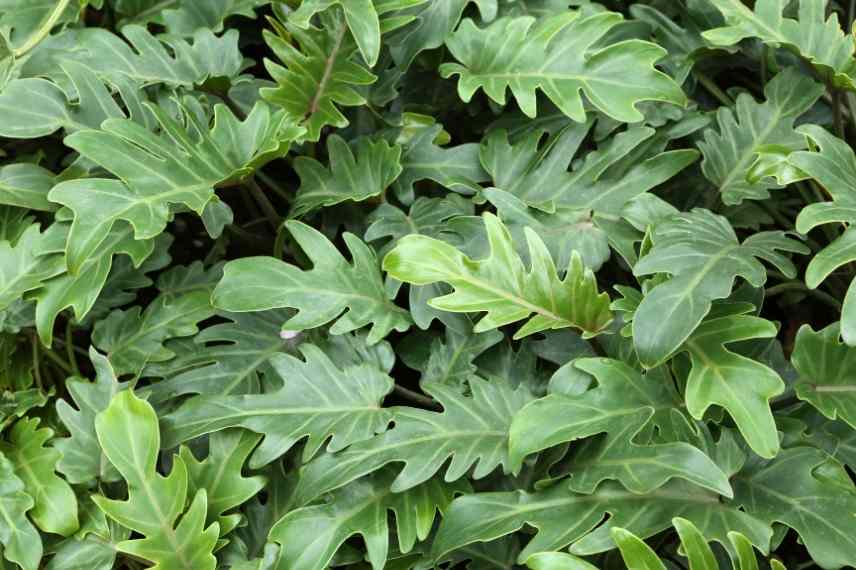 Philodendron : maladies et ravageurs