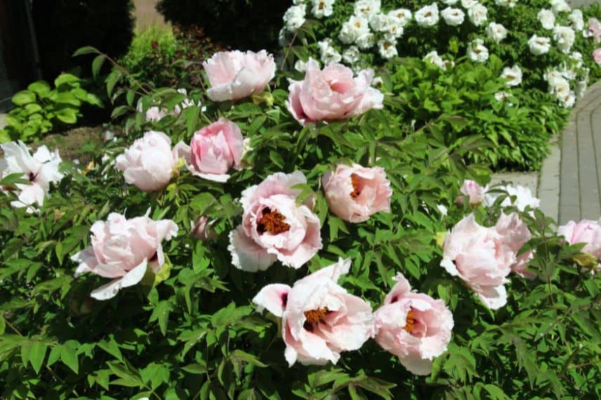 paeonia suffruticosa