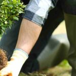 Planter pour se reconstruire ou le pouvoir réparateur du végétal