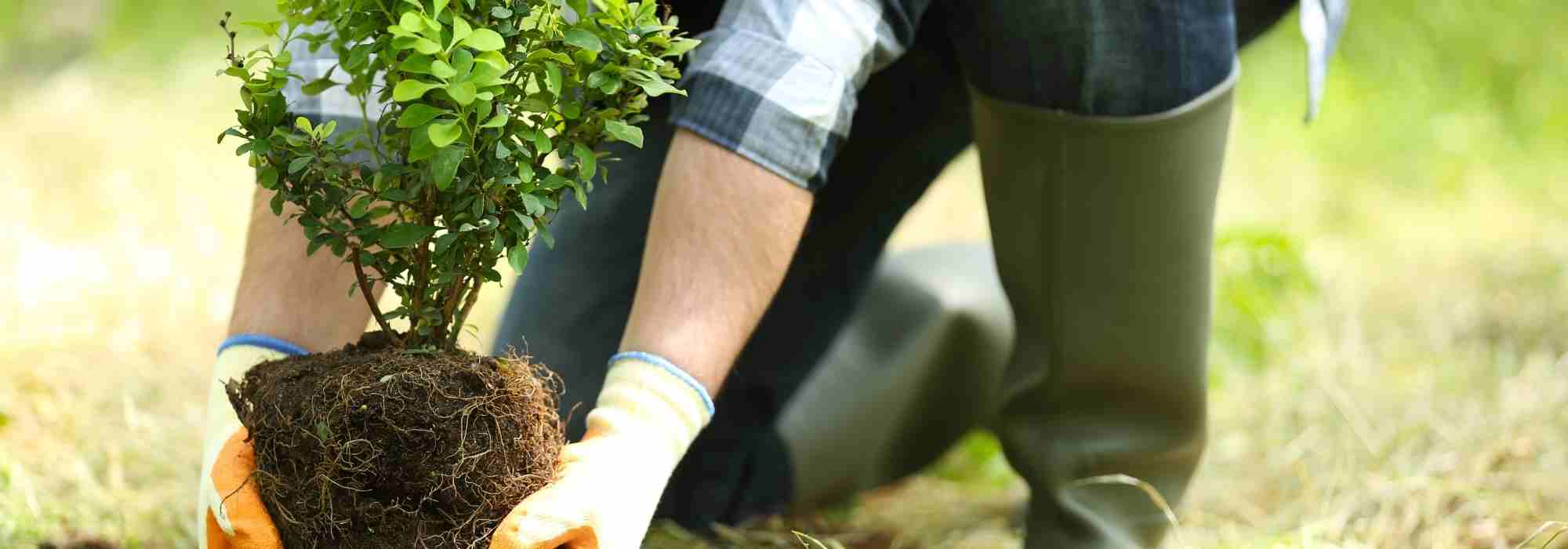 Planter pour se reconstruire ou le pouvoir réparateur du végétal