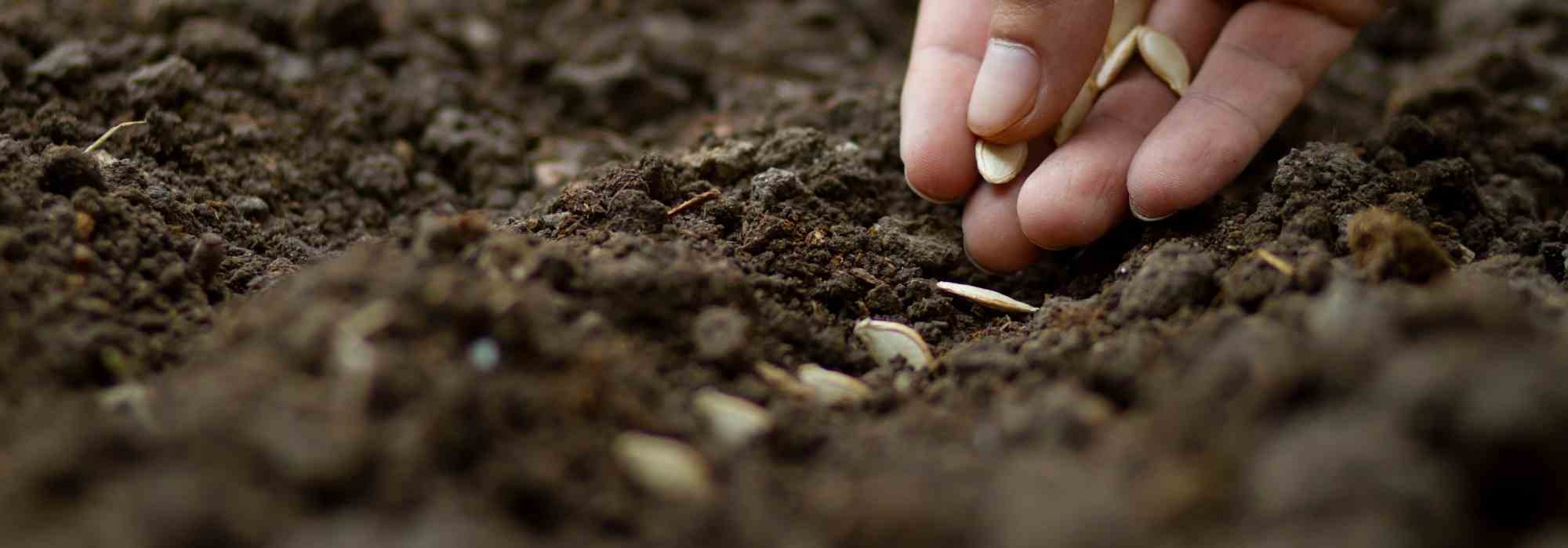Semis de graines potagères : les erreurs fréquentes à éviter !
