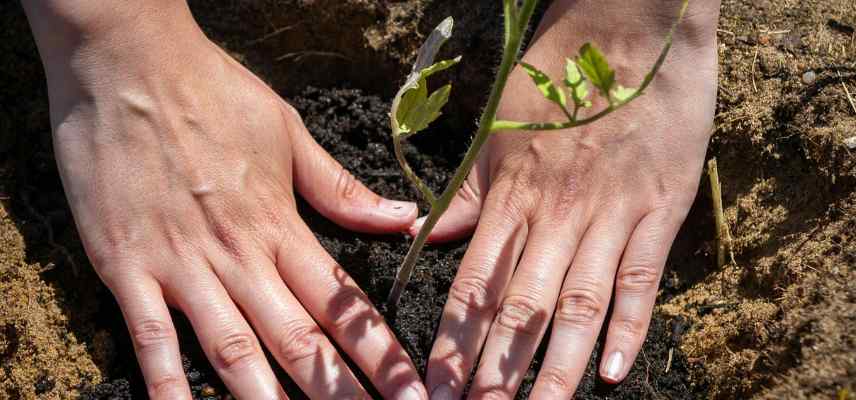 tasser terre planter