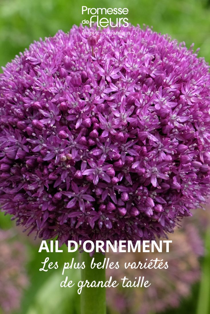Allium Géant Ambassador