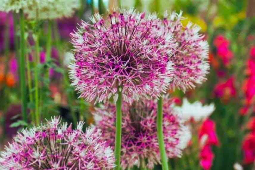 fleurs d'Allium Early Emperor
