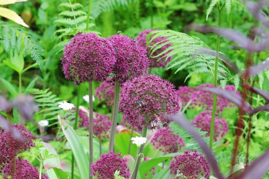 Des ails d'ornement au jardin