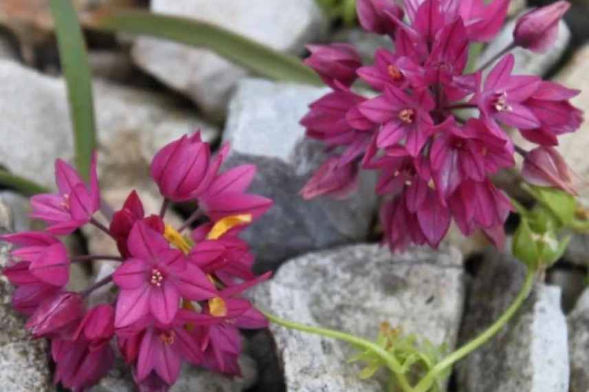 ail à floraison rose