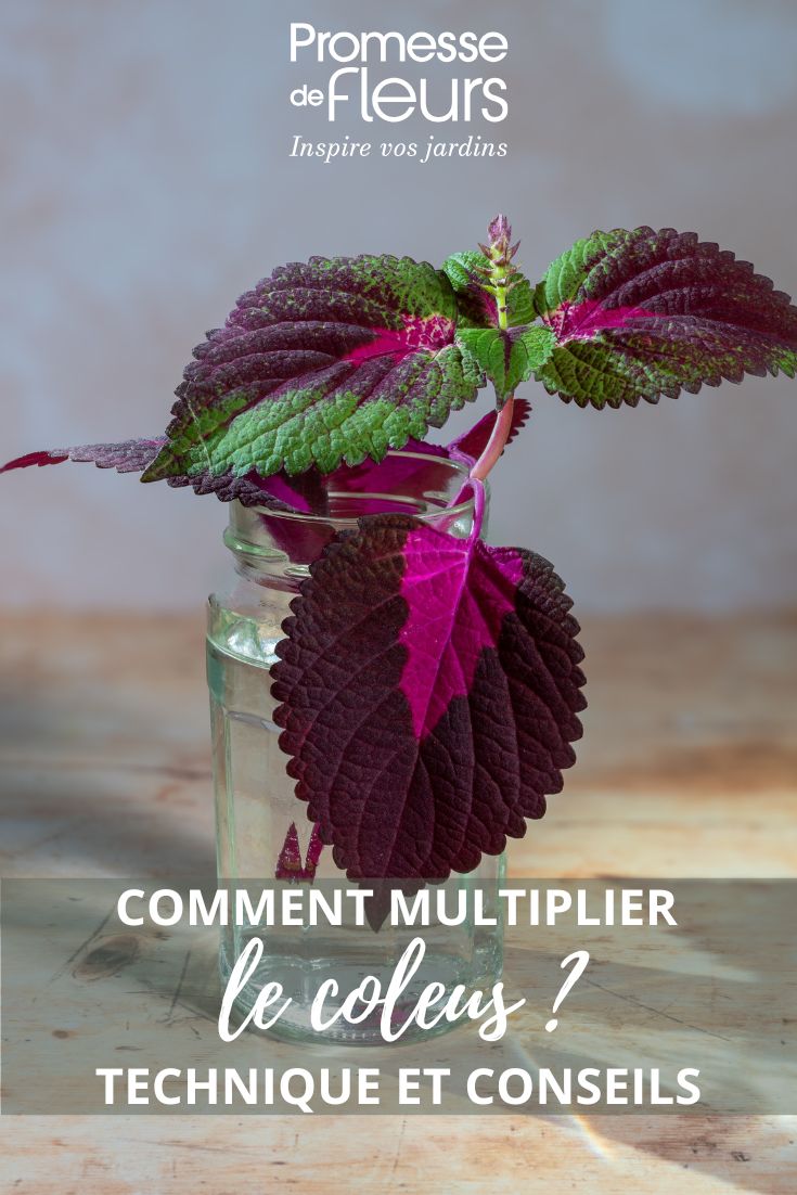 comment bouturer un coleus