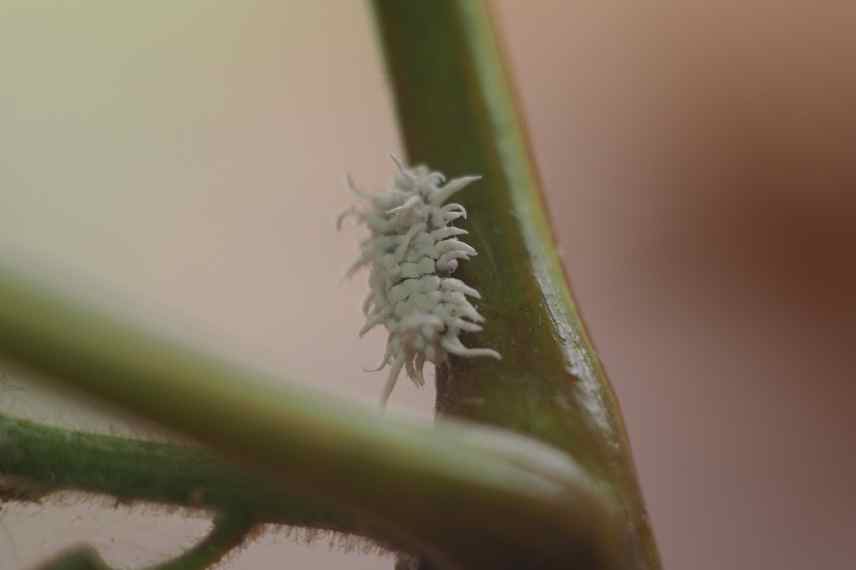 lutte biologique contre les cochenilles