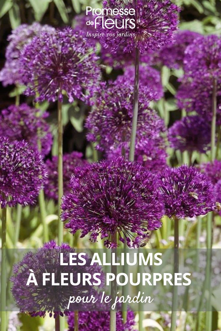 Ail d'ornement - Allium aflatunense Purple Sensation