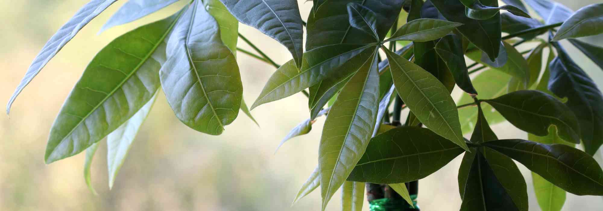 Pachira : l’entretien au fil des saisons