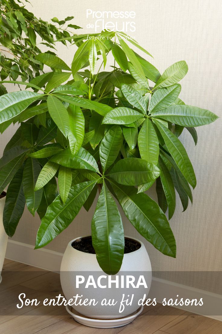 soigner Pachira attaques insectes parasites