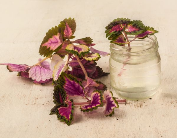 Comment multiplier le coleus ?