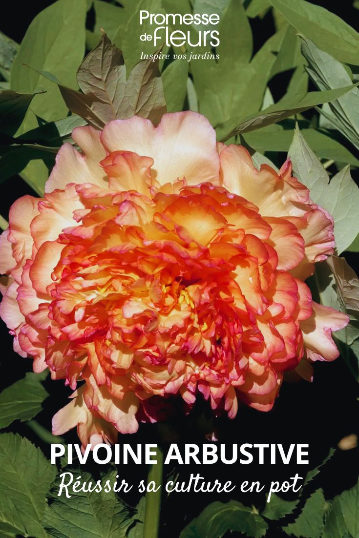 Pivoine-arbustive-Jin-Ge-Paeonia-suffruticosa