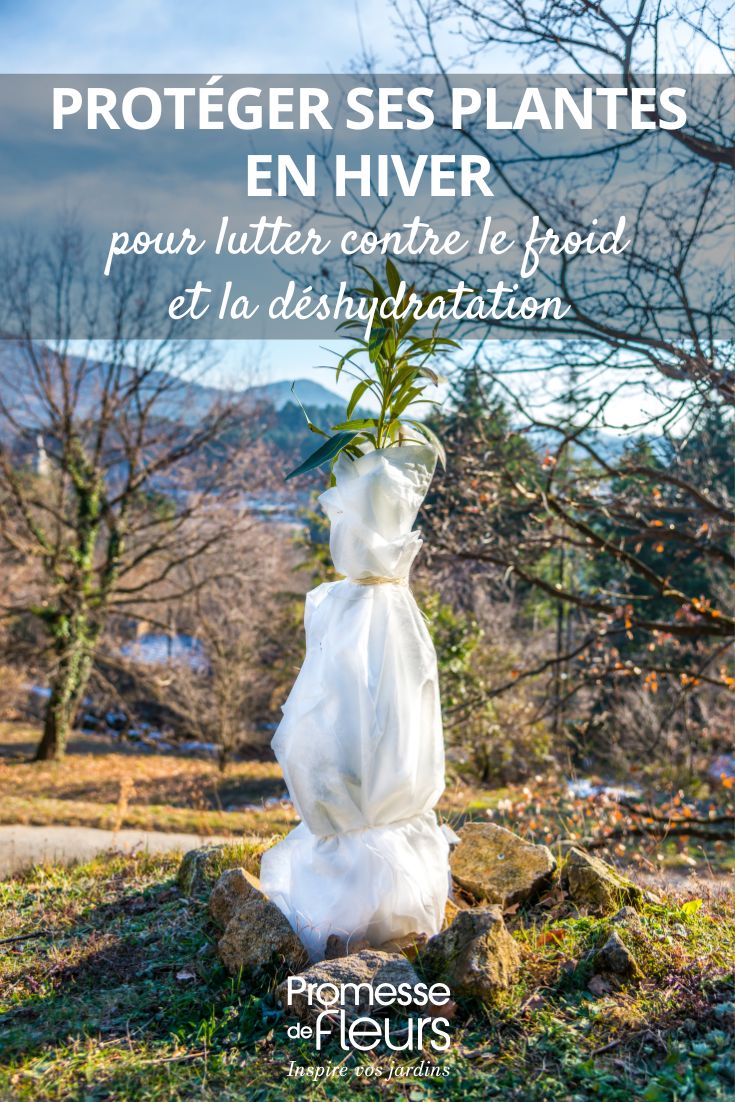 voile d'hivernage sur plante