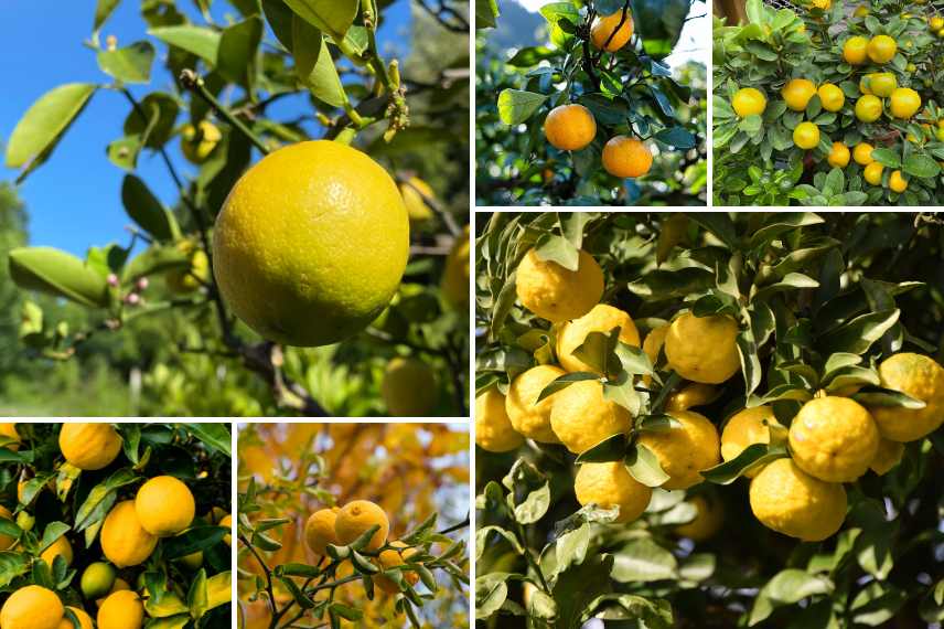 culture des agrumes en pleine terre 