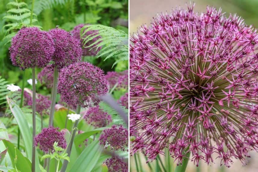 Allium 'Ostara' et 'Red Giant'