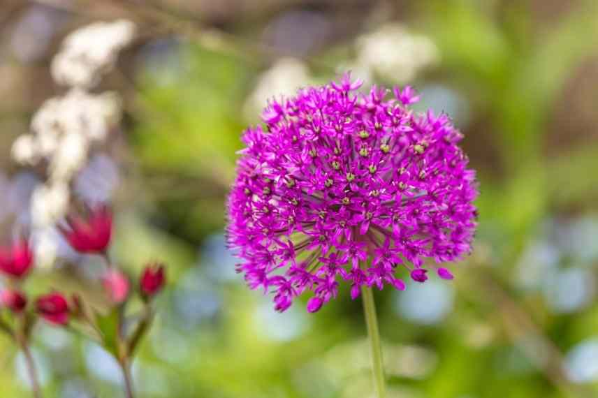 sélection d'ail d'ornement à fleurs roses