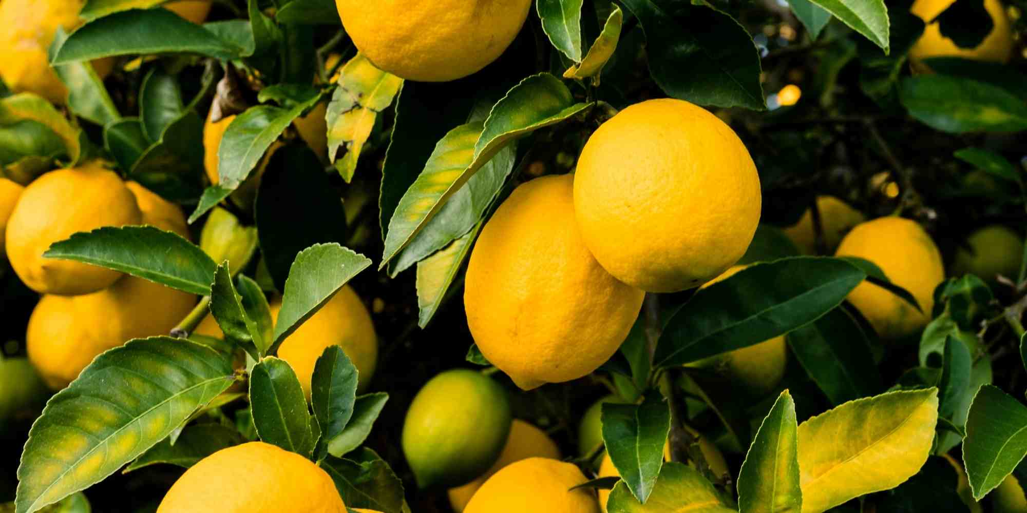 Comment bien nourrir ses agrumes ?