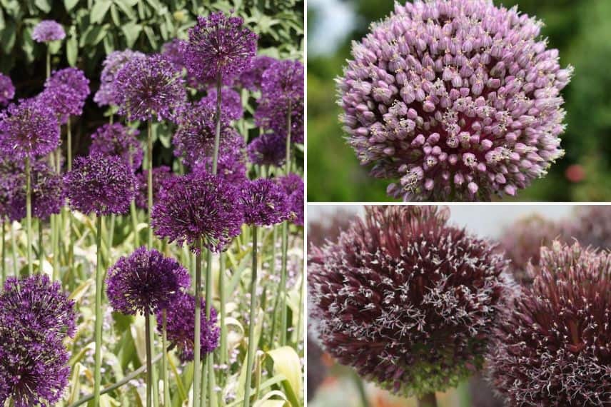 Allium ‘Purple Sensation’, Allium ‘Summer Drummer’ et Allium ‘Foreclock’