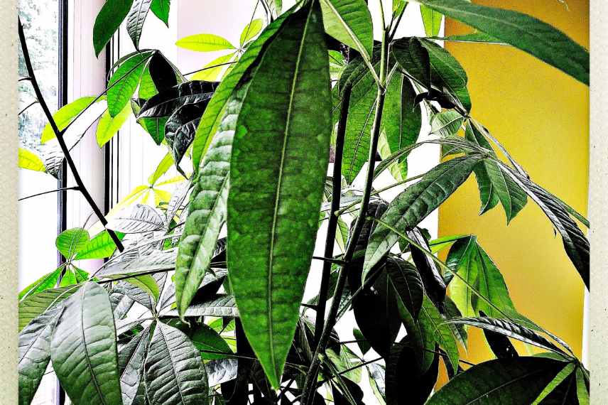 pachira entretien hiver