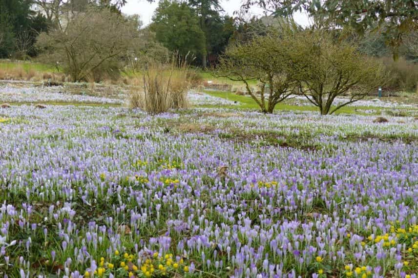 une multitude de crocus en fleurs