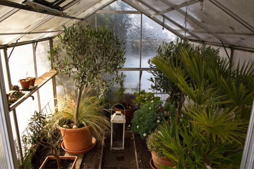 proteger plantes non rustiques froid
