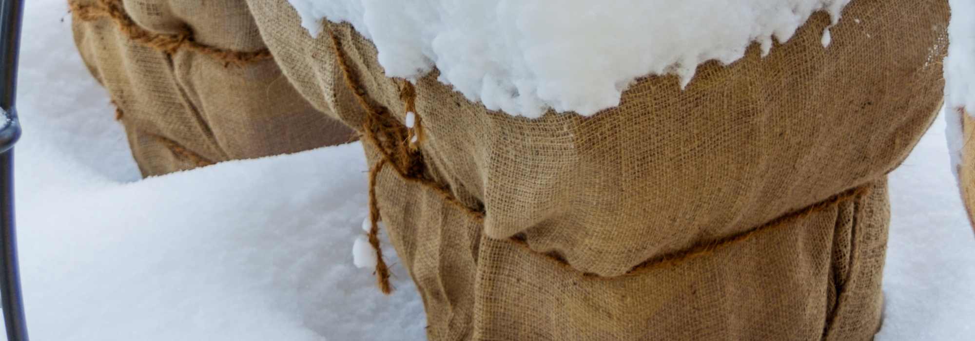 Protéger ses plantes en hiver : lutter contre le froid et la déshydratation