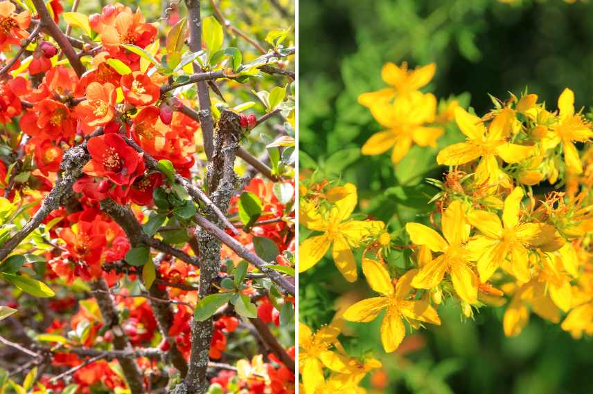 taille des arbustes : quand ? 