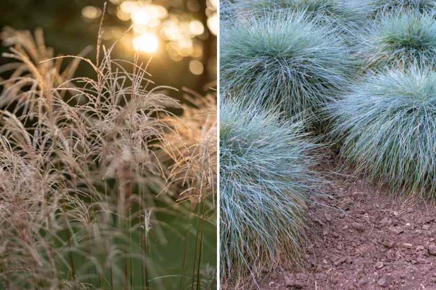 la taille des végétaux : à faire, à ne pas faire 