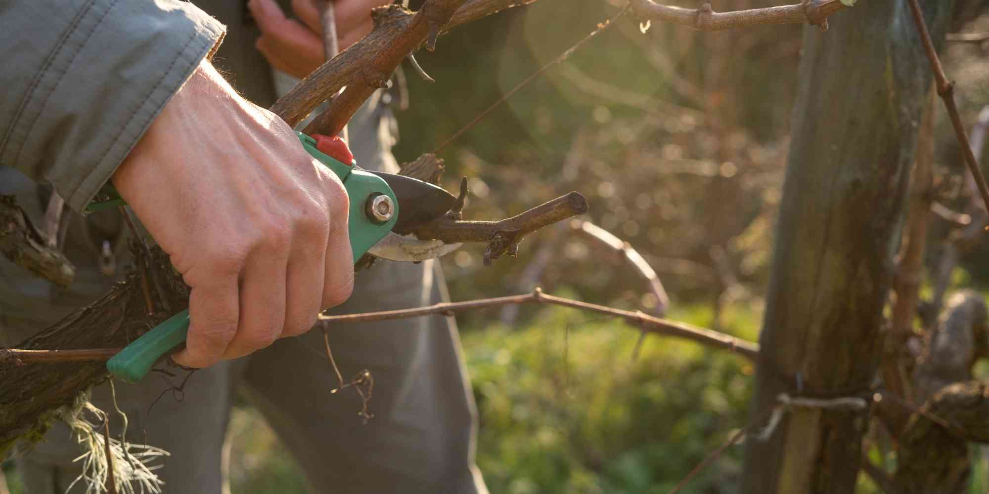 Tailler ou ne pas tailler ? Nos conseils pour ne pas se tromper