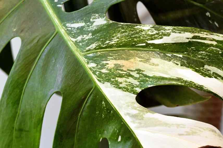 lutte contre les thrips des plantes d'intérieur