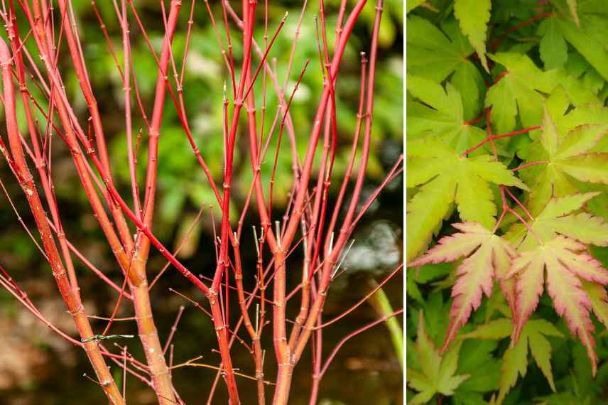 erables a ecorce rouge orange