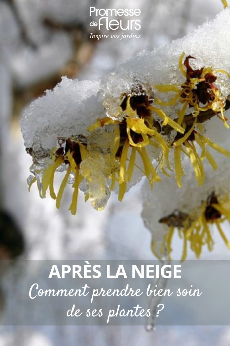 aider les plantes après des chutes de neige au jardin