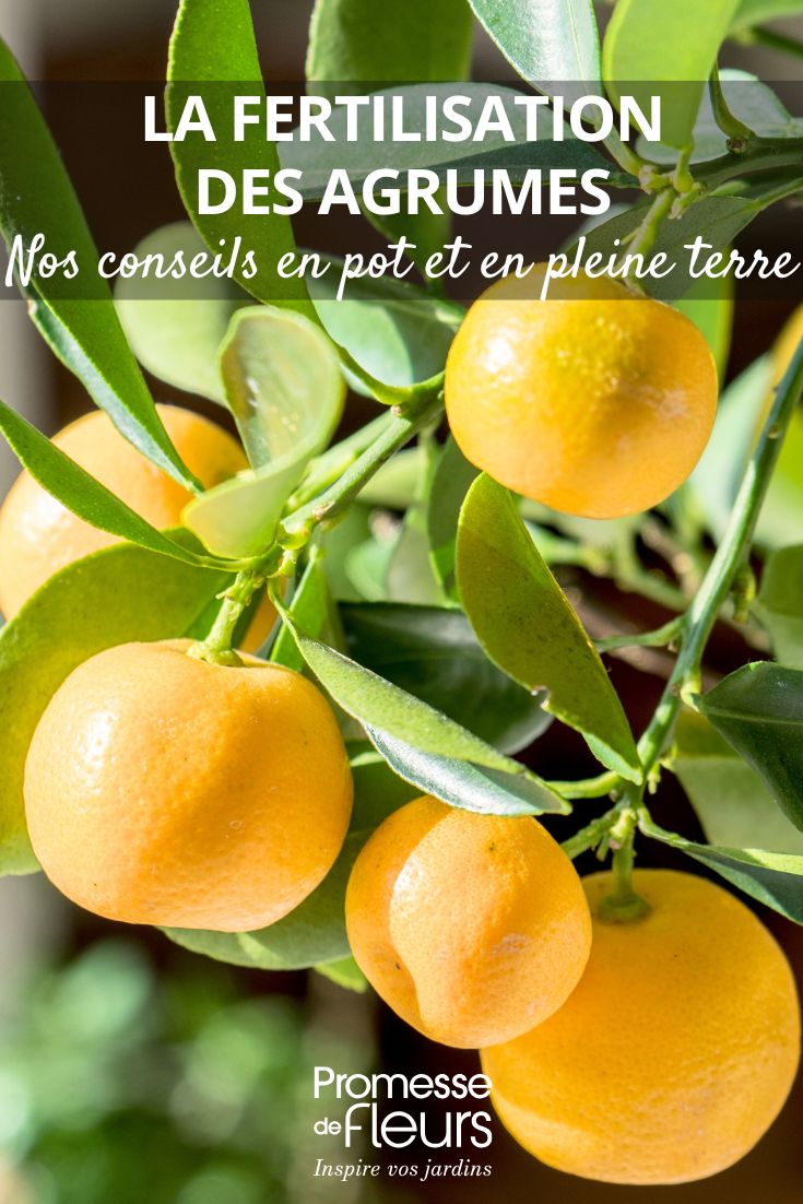 fertiliser les agrumes