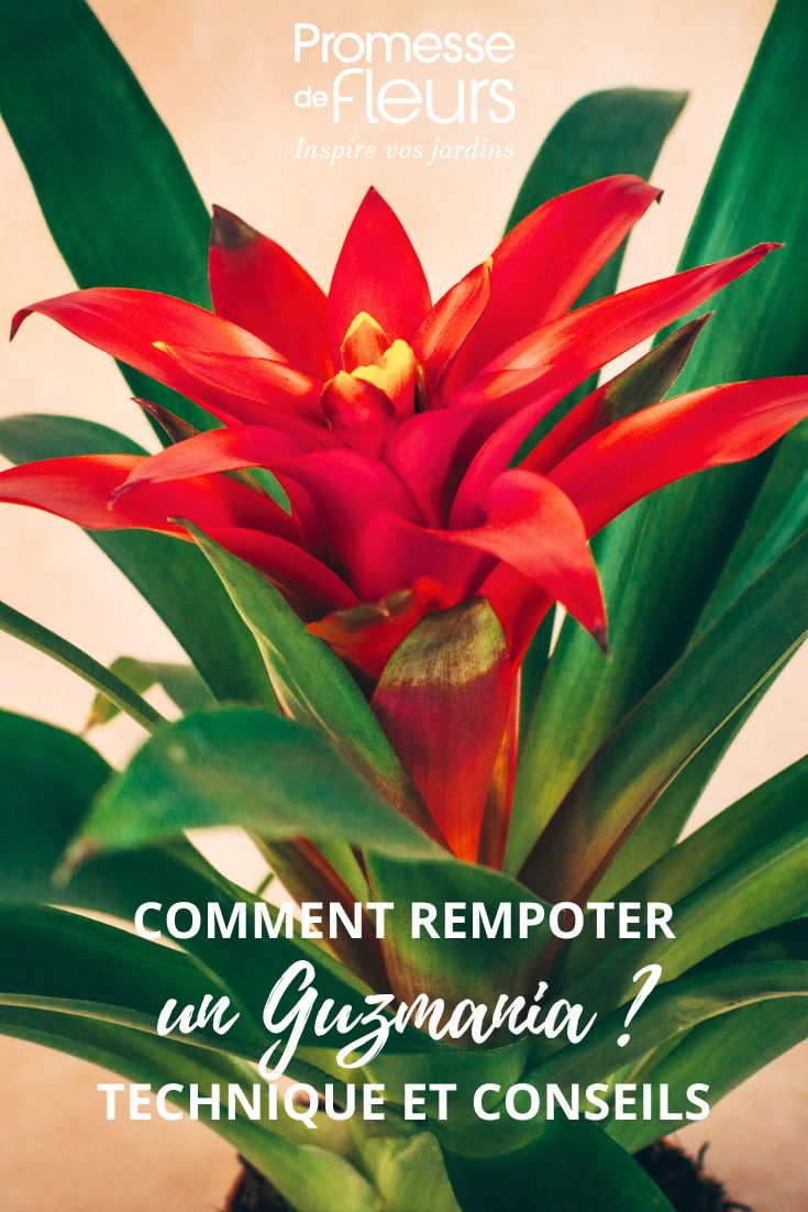 fleur de Guzmania