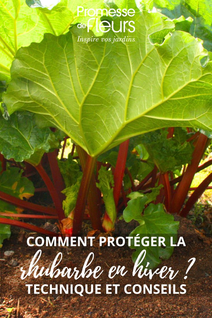 hiverner la rhubarbe