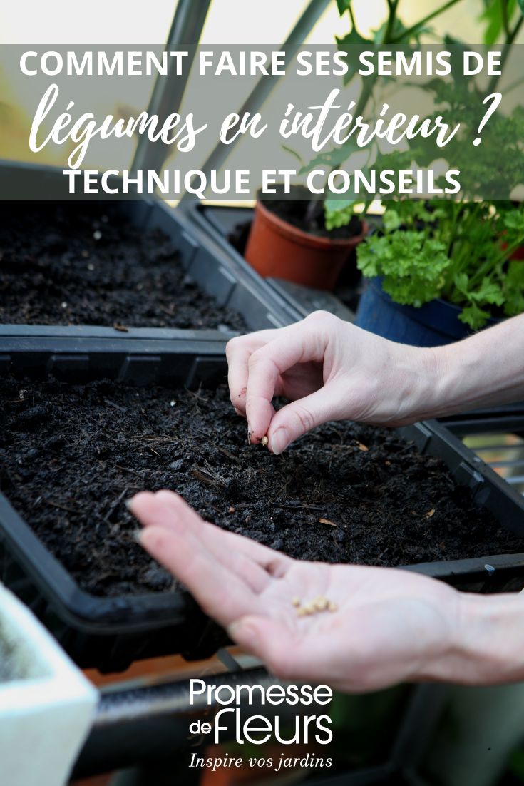semer les légumes en intérieur