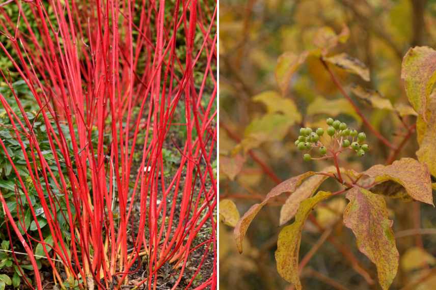 cornouiller a bois rouge orange